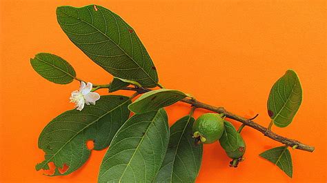 Psidium Guineense Sw Alex Popovkin Bahia Brazil Flickr