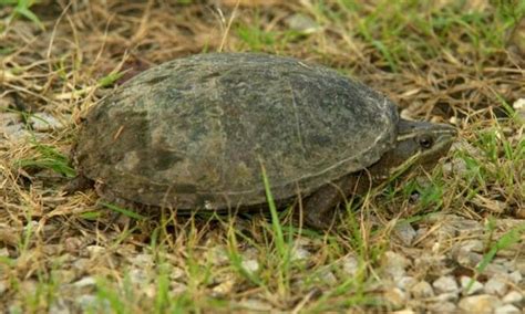 List Of Turtle Species In Pennsylvania Id Pictures