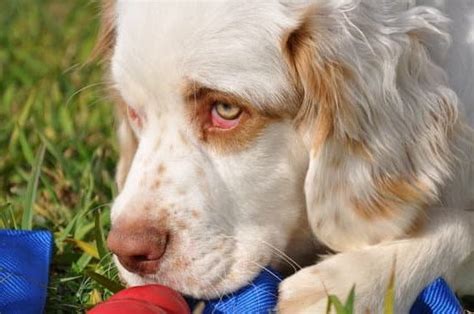 Cesar Millan Training Dog To Walk On Leash | Every Day Interests