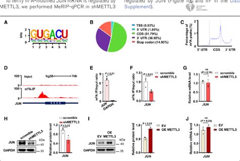 Mettl Methyltransferase Like Regulates N Methyladenosine M A