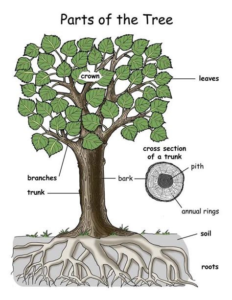 Label A Tree Trees For Kids Tree Study Plant Science