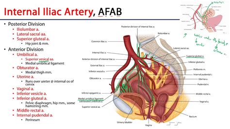 Internal Iliac Artery - M1 Perineum - YouTube