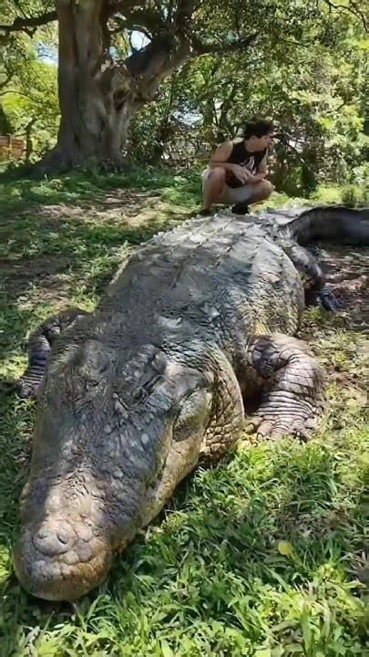 Worlds Biggest Crocodileslargest Crocodilesfour Biggest Crocodiles