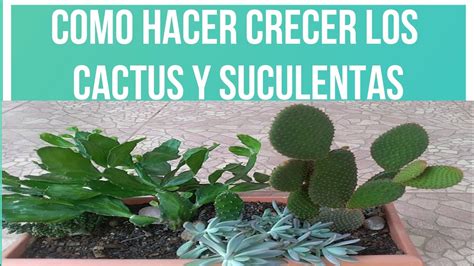 Cómo fertilizar tus cactus y suculentas de manera correcta Cactus en