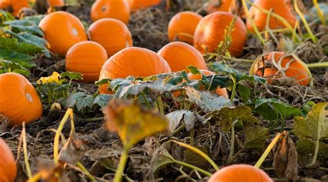 Best Pumpkin Fertilizers Ratings Reviews And Top Picks