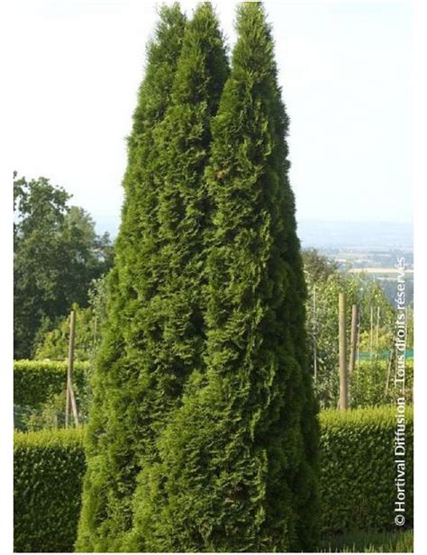 Topiaire Plante taillée THUJA occidentalis SMARAGD Thuya du Canada