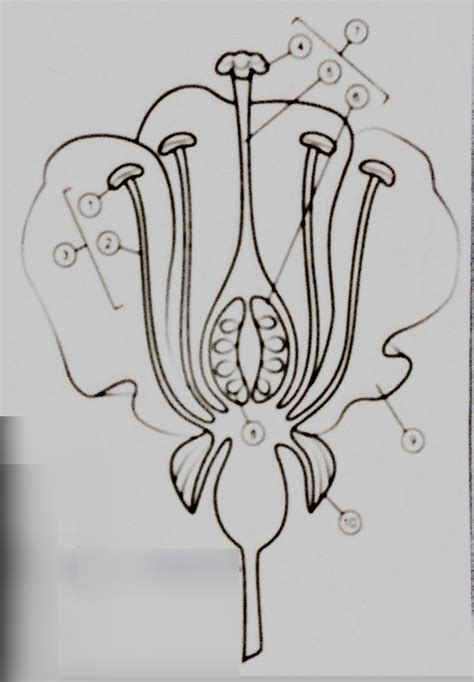 Flower Anatomy Diagram | Quizlet