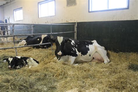 Understanding Immune Function In Transition Dairy Cows Progressive