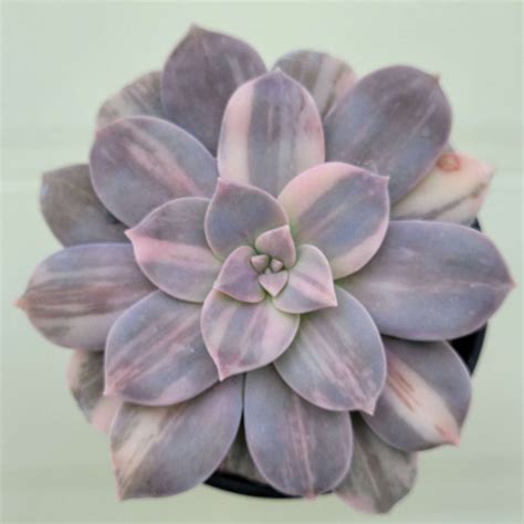 Graptopetalum Pentandrum Superbum Variegated Korean Succulents