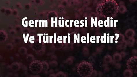 Germ Hücresi Nedir Ve Türleri Nelerdir Germ Hücreleri Nasıl Oluşur Ve