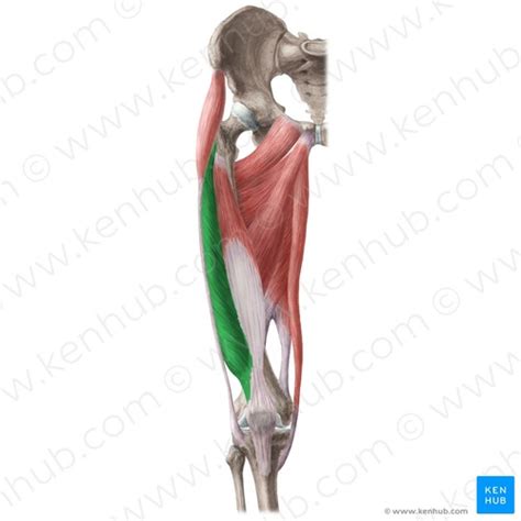 Lower Extremity Practical Flashcards Quizlet