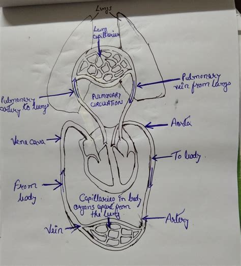 pulmonary circuit diagram - Circuit Diagram