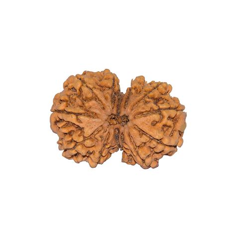 Buy Rudradivineoriginal Gauri Shankar Rudraksha From Nepal With