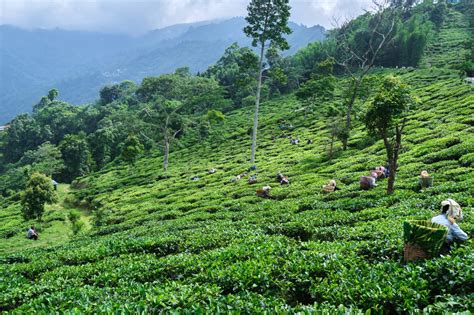 Difference between Darjeeling tea and Assam tea