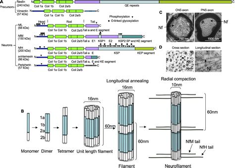 Frontiers Neurofilament Proteins As Biomarkers To Monitor