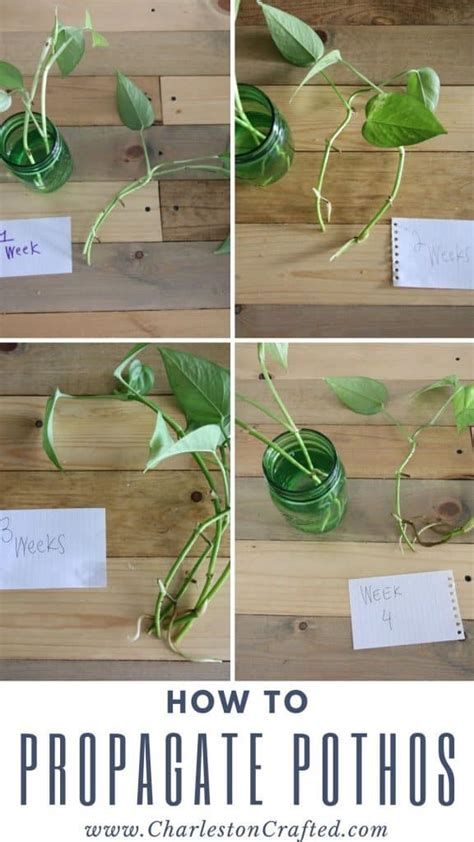 The Easiest Way To Propagate Pothos Plants From Cuttings