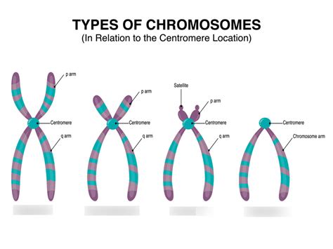 Cytogenetics Nomenclature Diagram Quizlet