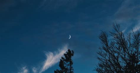 Trees Under The Moon In The Night Sky · Free Stock Photo