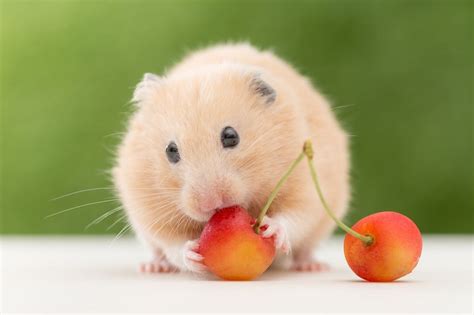 Top 5 món ăn chuột hamster thích ăn gì nhất để nuôi chuột hamster khỏe mạnh