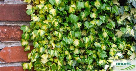 Hedera Helix Goldheart Von Bruns Pflanzen