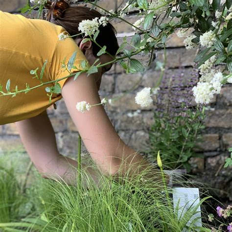 East Dulwich Gardener