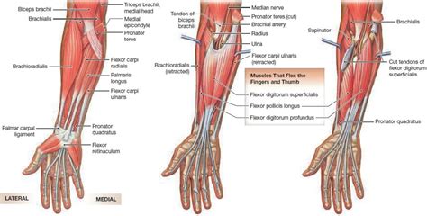 Muscle Anatomy Skeletal Muscles Groin Muscles Calf Muscles