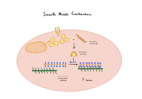 Muscle Contraction Human Physiology