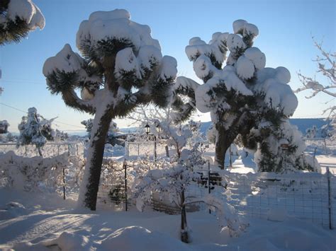 Snow Day on the Mojave - DesertUSA Stories & News