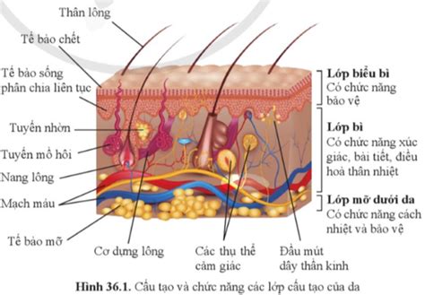 Nêu Cấu Tạo Và Chức Năng Của Da Hiểu Biết Toàn Diện Về Cơ Quan Bảo Vệ Quan Trọng