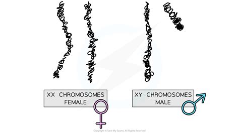 Sex Chromosomes Edexcel Igcse Biology Revision Notes 2019