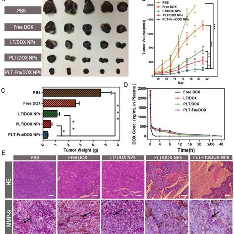 In Vivo B16F10 Solid Tumor Treatment A Images Of B16F10 Tumors