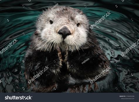 1,657 California Sea Otter Images, Stock Photos & Vectors | Shutterstock