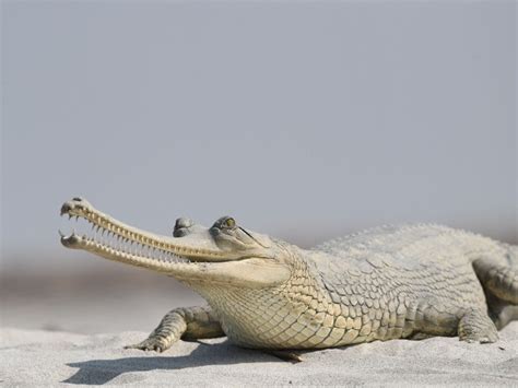 The Crocodiles Of India | Nature inFocus