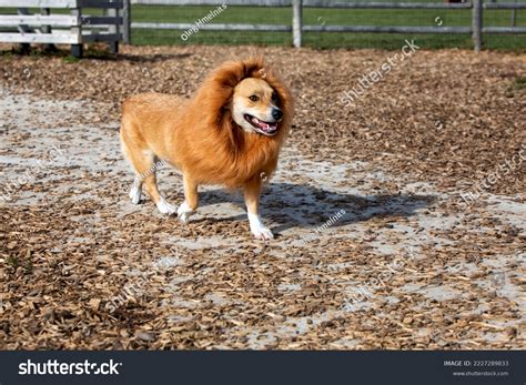 Pembroke Welsh Corgi Dressed Lion Lions Stock Photo 2227289833 ...