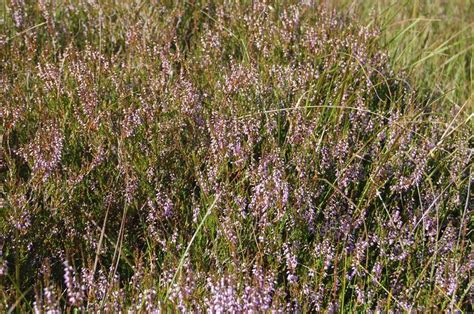 Heather Covering The Anglo Scottish Border At Carter Bar Where