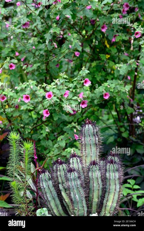 African Cactus Banque De Photographies Et Dimages à Haute Résolution Alamy