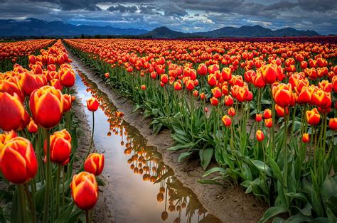 Campo de flores de tulipán rojo campo el cielo agua nubes montañas