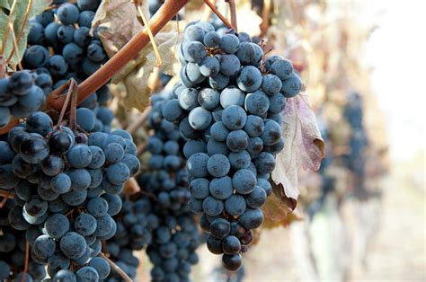 merlot grape vines