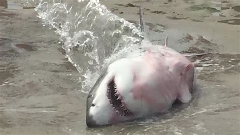 Video Shows Beachgoers Rescuing Stranded Shark Cnn