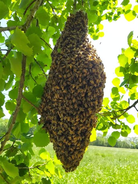 Porte Ouverte Sur Lapiculture Espace Naturel R Gional De Lorge Aval