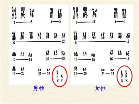 苏教版生物八年级下册 第22章 第三节 人的性别决定课件共21张ppt21世纪教育网 二一教育