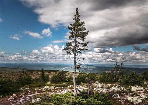 10 самых старых деревьев ᐉ САМОЕ СТАРОЕ ДЕРЕВО в Мире: возраст и ...