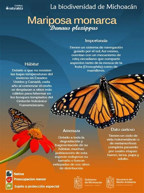 Resumen Sobre La Mariposa Monarca En Pocas Palabras