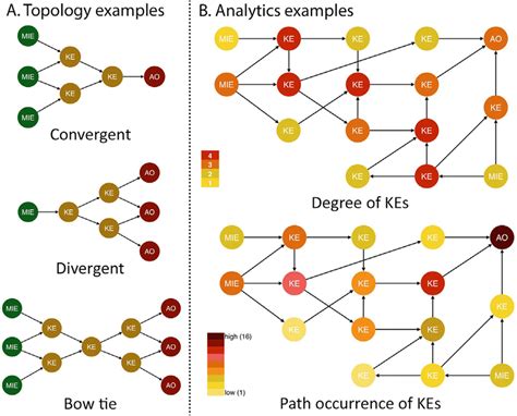 Examples Of Adverse Outcome Pathway Aop Network Analysis Concepts And