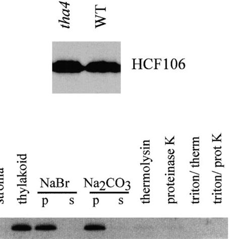 Immunoblot analysis of HCF106 in tha4 m1 mutants A 5 μg of tha4 m1