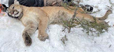 Colorado Parks And Wildlife Cpw Mountain Lion Study Colorado