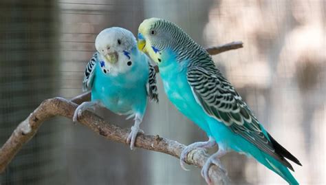 How To Foster Parrotlets To Mate Breed