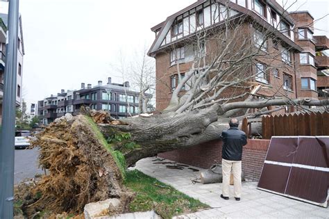 En Im Genes El Viento Derriba Un Rbol De Gran Tama O En Getxo