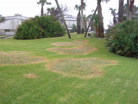 Are Lawn Circles Brown Patch Fungus? | Massey Services, Inc.