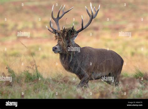 Deer With Locked Antlers Hi Res Stock Photography And Images Alamy